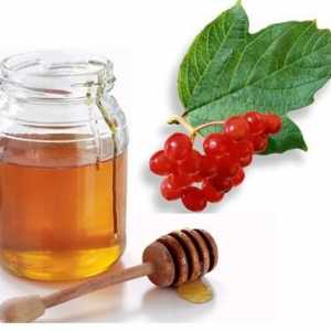 Калина с мед: ползи и противопоказания