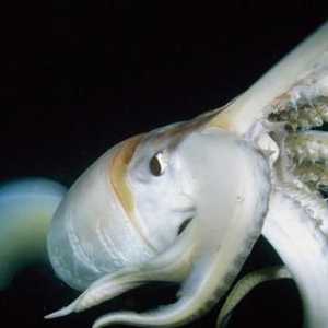 Squid Humboldt - тайнственият гигант на морските дълбини