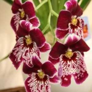 Cumbria - орхидея за онези, които са болни от phalaenopsis