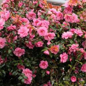 Камелия градина - засаждане и грижи. Camellia: засаждане, размножаване, грижи, класове и снимки