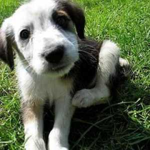 Капки `Advantix` за кучета: надеждна защита и предотвратяване на атаки от паразити…