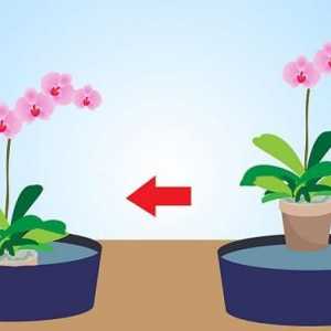 Учудваща орхидея: трансплантация у дома