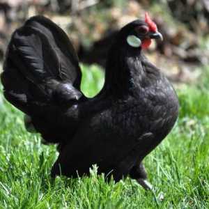 Джудже бентами (пилета): грижи и поддръжка