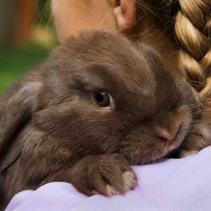 Джудже заек: снимки, грижи и съдържание у дома, отзиви. Размери, видове джудже зайци. Колко живеят…