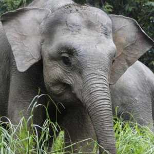 Слон джудже: снимка, размери. Джони слон у дома