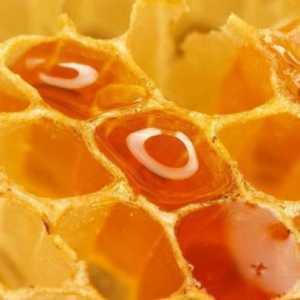 Карника, пчела: характеристиките на породата