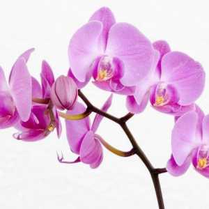 Кашпо за орхидеи, условия за поддържане на растенията