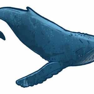 Един кит е риба или бозайник? Интересни факти за китовете