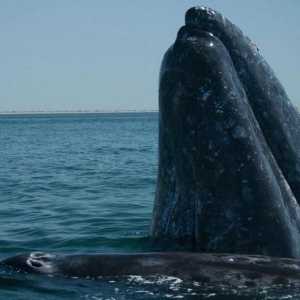 Whale Grey: Интересни факти