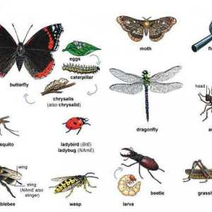 Класове насекоми: примери, видове, функции