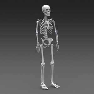 Класификация на човешките кости и техните стави