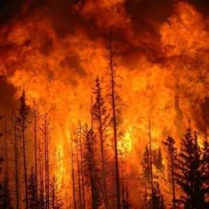 Класове опасност от пожар в горите. Заповед на Федералната агенция по горите от 5 юли 2011 г. № 287…