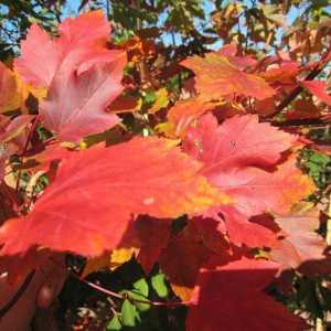 Maple-leaf: вид, описание, разпространение