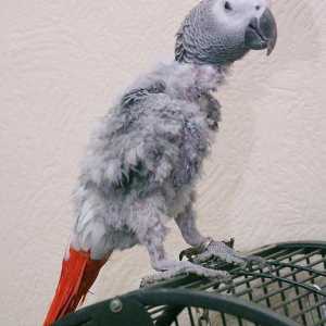 Отбележете акарите в папагала: лечение