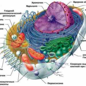 Клетка: храна и строителство. Стойността на клетъчното хранене. Примери за клетъчно хранене