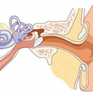 Клинична анатомия на ушите. Структурата на човешкото ухо