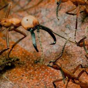 Номадични мравки: описание, характеристики, интересни факти и отзиви