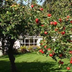Кога е по-добре да засаждате ябълки - през пролетта или през есента? На колко разстояние трябва да…