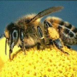 Кога е денят на пчеларя?