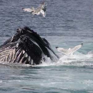 Кога празнуват Световния ден на делфините и китовете?