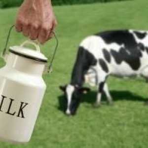 Кога може да даде крава мляко? Мненията на специалистите и мненията на родителите