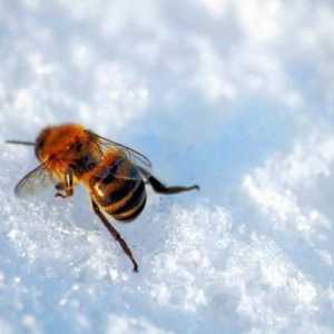 Кога да сложи пчелите от зимната хижа? Датите на изложбата на пчелите от зимната хижа през пролетта