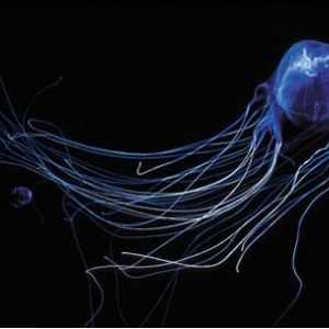 На кого наричат ​​австралийците морски оси? Особено опасни медузи на австралийски води