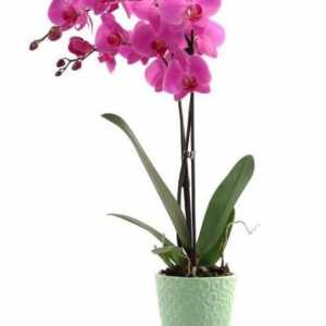 Кой се страхува от орхидея? Вредители на растение