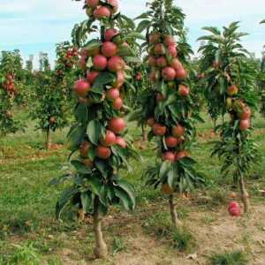 Колонообразно ябълково дърво Arbat: снимка и описание на сорта