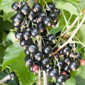 Колонообразна френско грозде: описание на сортовете, засаждане и грижи