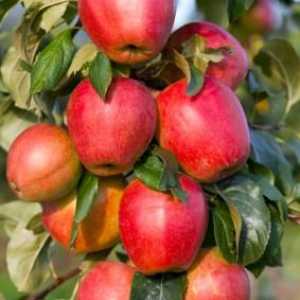 Дървообработващи ябълкови дървета: коментари за практиките на отглеждане в нашата страна