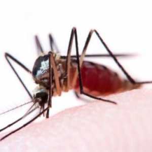Ухапвания от комари: как да размажете кожата