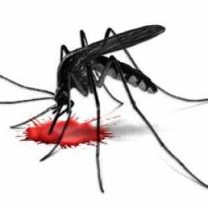 Феноменът комар: колко комари живеят след ухапване?