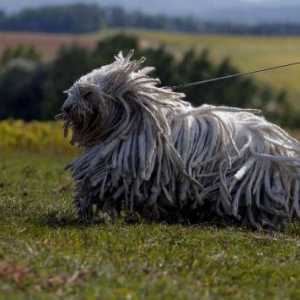 Komondor (унгарски овчар): описание на породата, характера и снимката