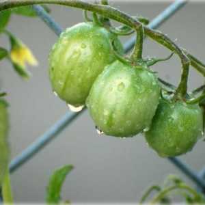 Запазване на зелените домати. Рецепта доказана