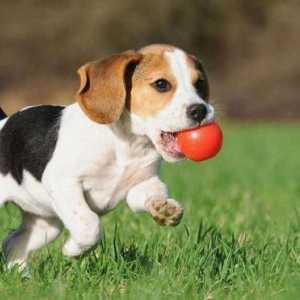 Консерви "Zoogurman" за кучета: предимства, описание, рецензии