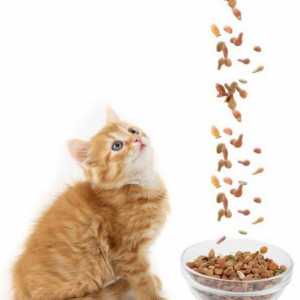 Хранене за първокласни котенца: суха или мокра? Каква е най-добрата храна за котенце?