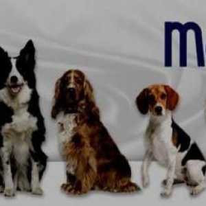 Меню `Monge `за кучета: описание, полезни свойства