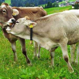 Храни за добитък: видове
