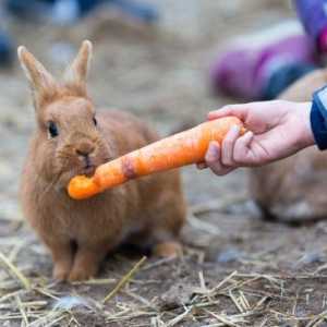 Хранене зайци: какво може и не може, витамини, правилната диета, препоръки