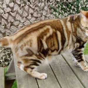 Късокосмести котки: породи и видове