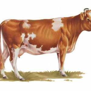 Кравата от крава Ayrshire е най-добрият избор за стабилно производство на мляко