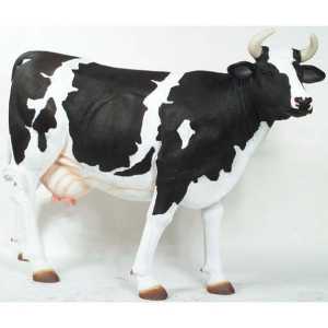 Крави от черна и пъстър порода, тяхното отглеждане, производителност