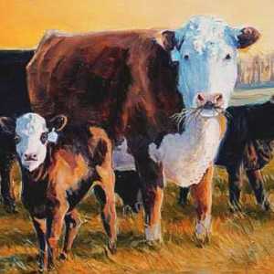 Порода крави от Херефорд: характеристики, съдържание, снимки и цена на телетата