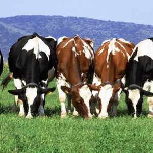 Крави от млечна порода: характеристики на развъждането. Крави от млекопроизводство: породи