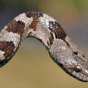 Котка змия: описание, местообитание. Козката змия е отровна?