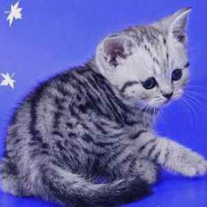 Котки от рекламата `Whiskas`: порода британска късокосместа