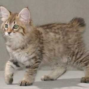 Котки Kurilian Bobtail: характер, характеристики на породата, екстериор, снимка