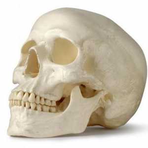 Кости на черепа на лицето: анатомия. Кости на лицевата част на черепа