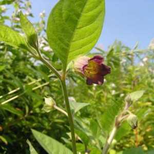 Беладона, или беладона: описание на растението, свойствата, приложението